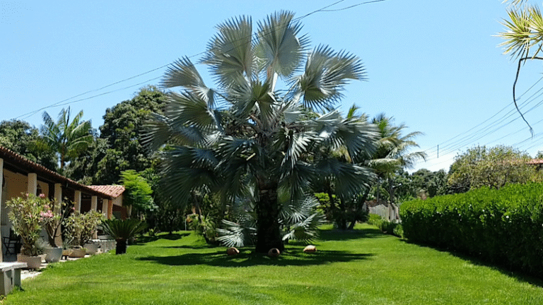 Sítio Palmeira Azul image